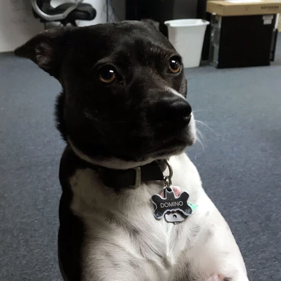 Domino